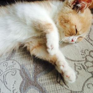 果林里和公第1部分阅读答案
